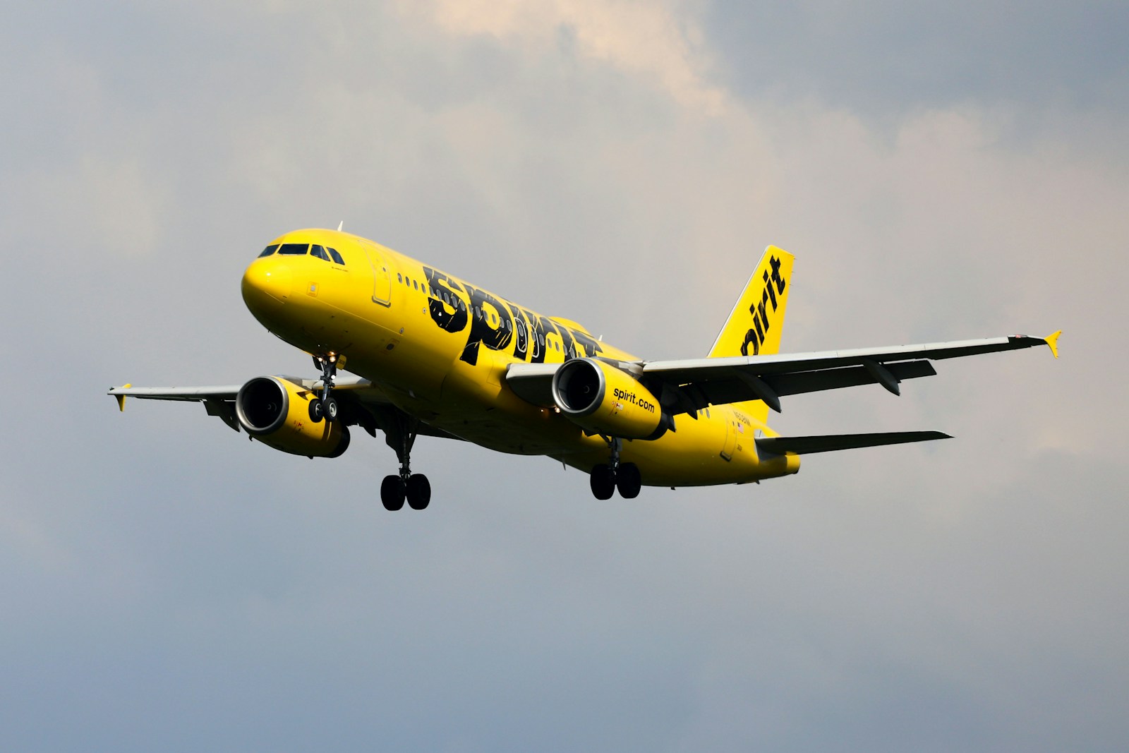 Spirit Airlines Pet Policy: Rules, Fees, and Guidelines (2025)